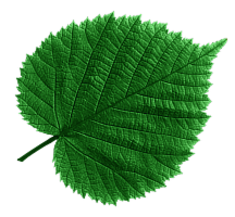 leaf